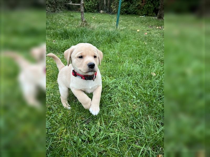 Reinrassiger Labrador Welpe sucht noch liebevolles Zuhause