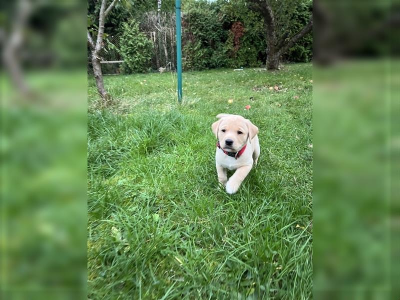 Reinrassiger Labrador Welpe sucht noch liebevolles Zuhause