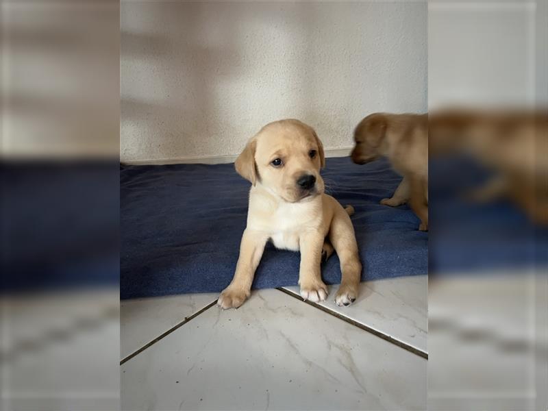 Reinrassiger Labrador Welpe sucht noch liebevolles Zuhause