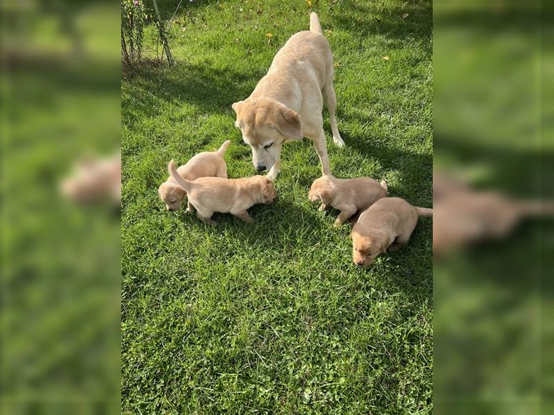 Reinrassiger Labrador Welpe sucht noch liebevolles Zuhause