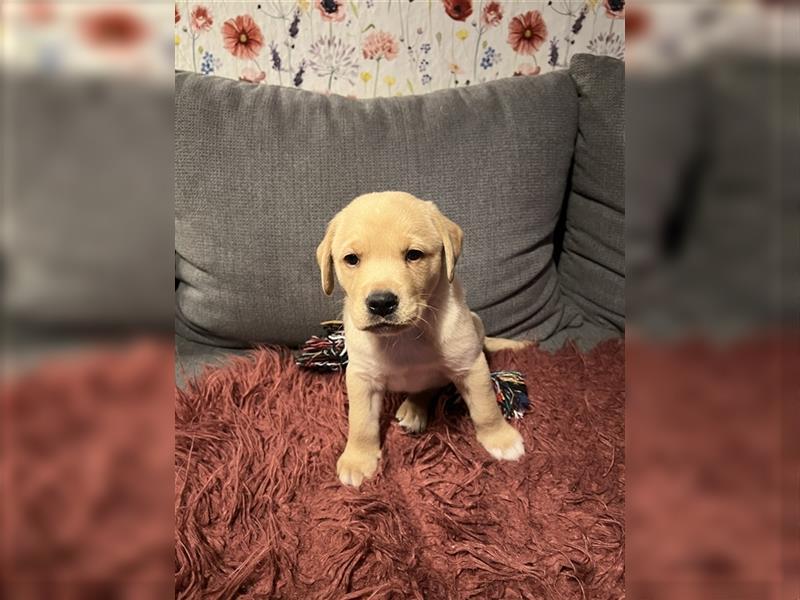 Reinrassiger Labrador Welpe sucht noch liebevolles Zuhause