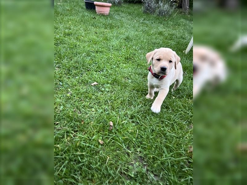 Reinrassiger Labrador Welpe sucht noch liebevolles Zuhause