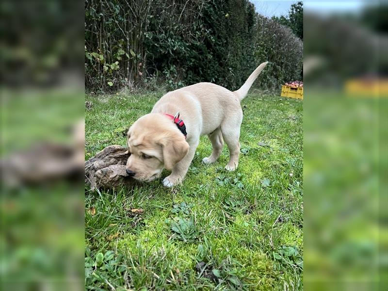 Reinrassiger Labrador Welpe sucht noch liebevolles Zuhause