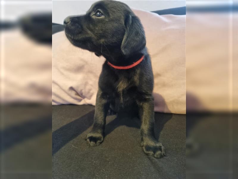 Labrador Welpen Arbeitslinie