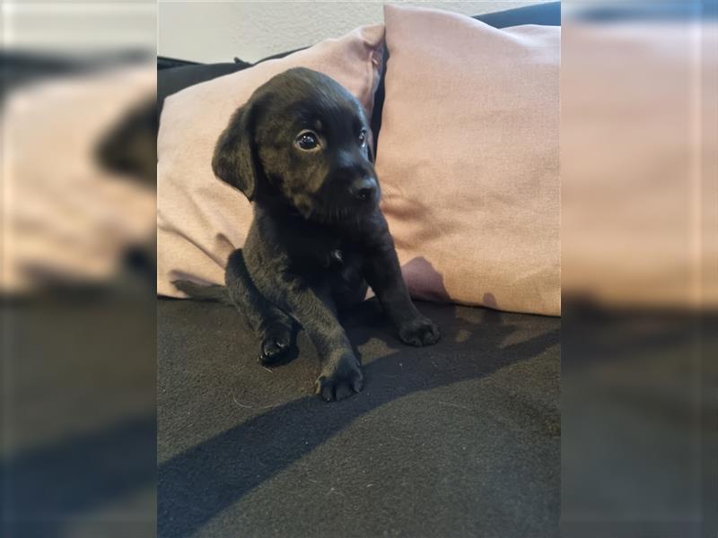 Labrador Welpen Arbeitslinie