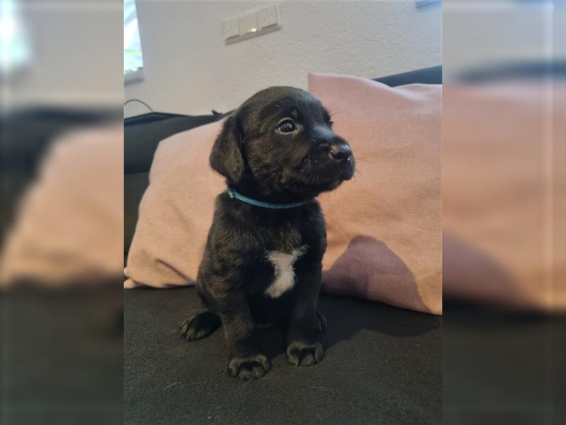 Labrador Welpen Arbeitslinie