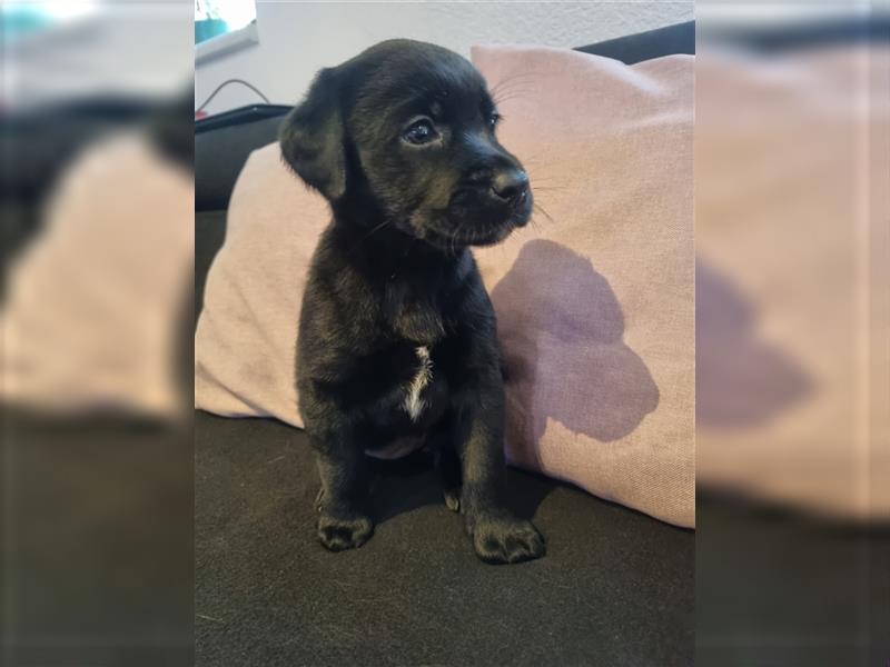 Labrador Welpen Arbeitslinie