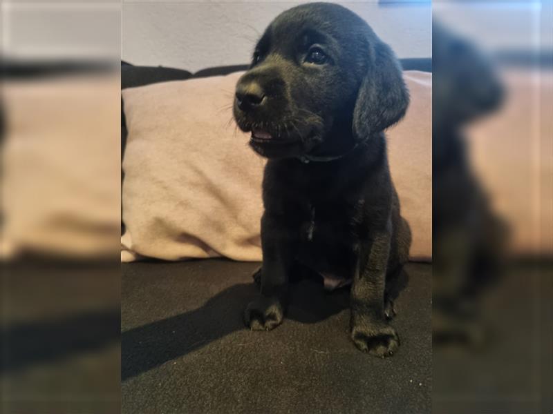 Labrador Welpen Arbeitslinie