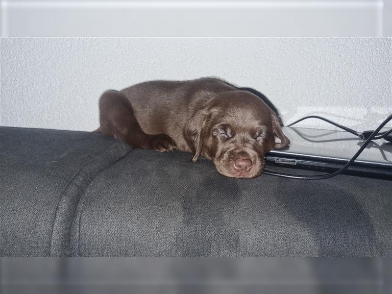 Labrador Welpen Arbeitslinie