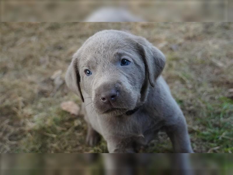 Labrador silber Welpen mit Ahnennachweis 12.08.24 geboren