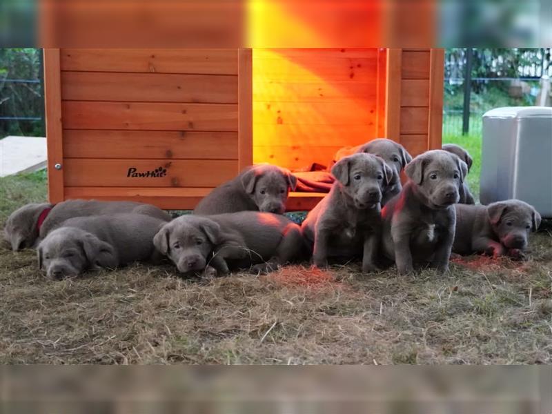 Labrador silber Welpen mit Ahnennachweis 12.08.24 geboren