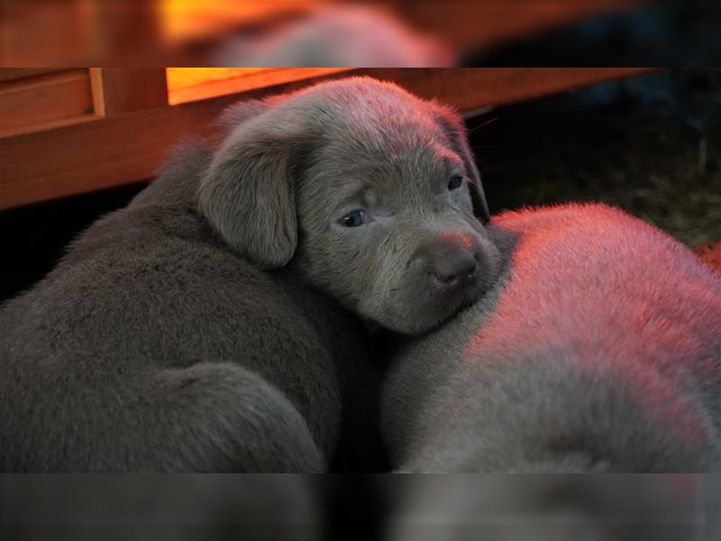 Labrador silber Welpen mit Ahnennachweis 12.08.24 geboren