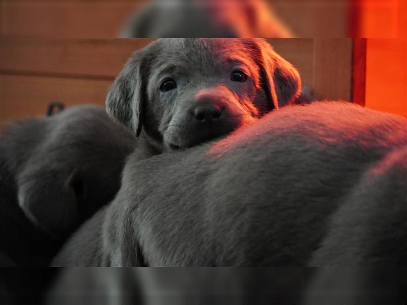 Labrador silber Welpen mit Ahnennachweis 12.08.24 geboren