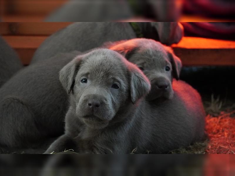 Labrador silber Welpen mit Ahnennachweis 12.08.24 geboren