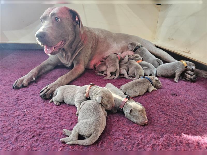 Labrador silber Welpen mit Ahnennachweis 12.08.24 geboren