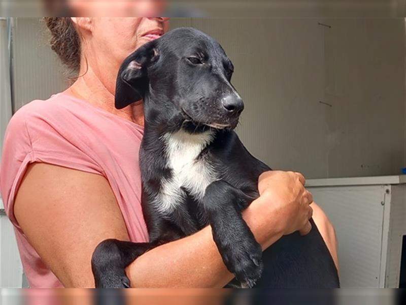 Milo Nero:  Labrador Retriever Mischling
