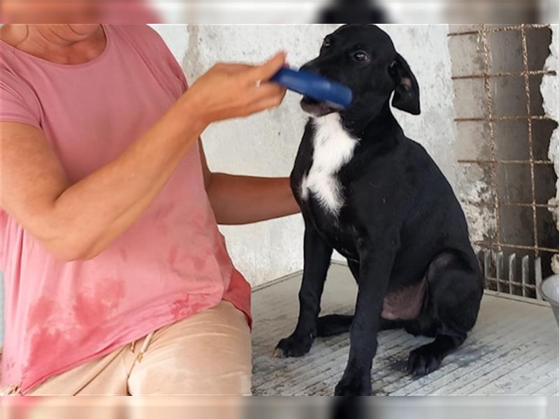 Milo Nero:  Labrador Retriever Mischling