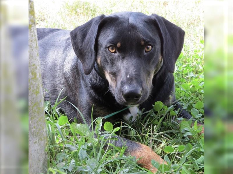 Olli ein Gutmütiger Labrador-Wesen