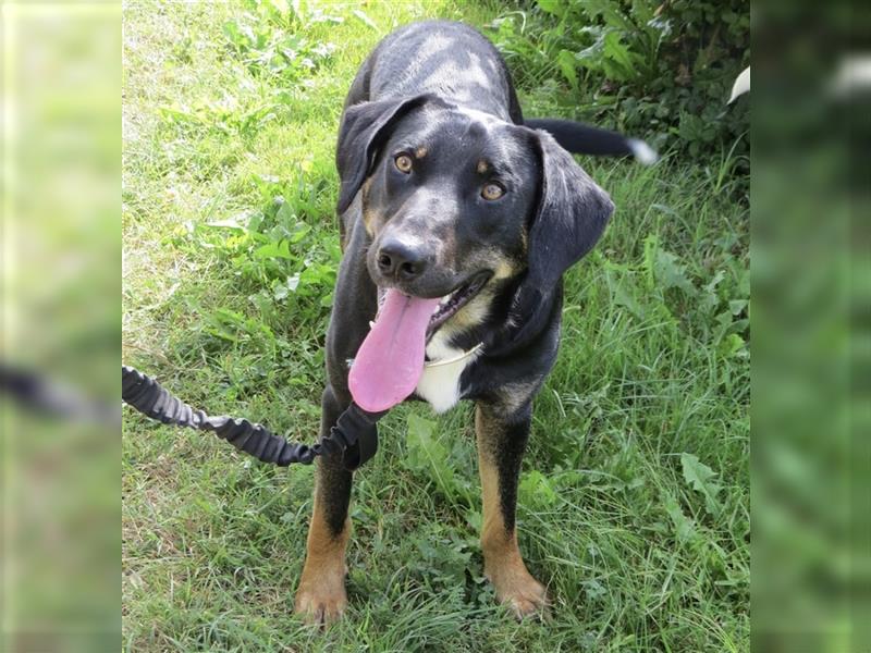 Olli ein Gutmütiger Labrador-Wesen