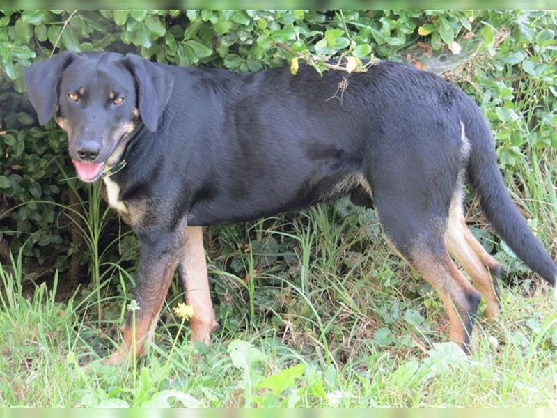 Olli ein Gutmütiger Labrador-Wesen