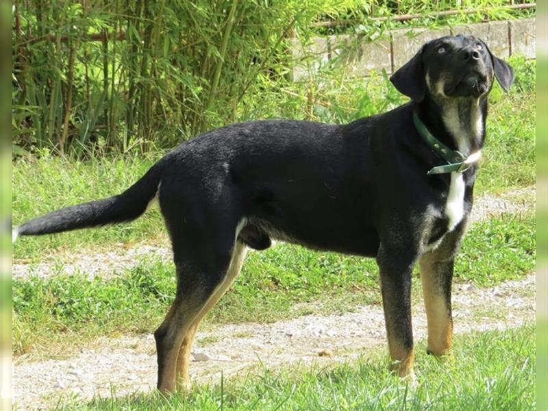 Olli ein Gutmütiger Labrador-Wesen