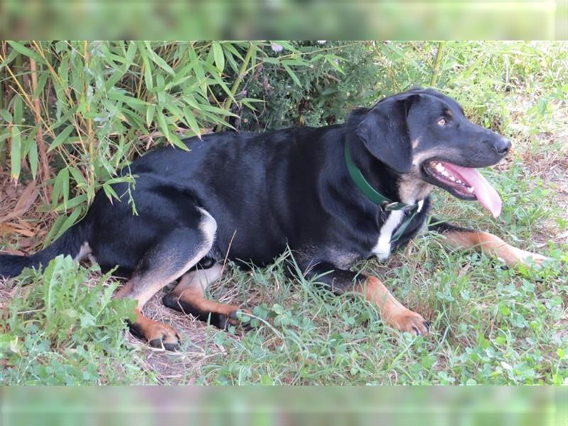 Olli ein Gutmütiger Labrador-Wesen