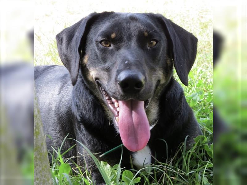 Olli ein Gutmütiger Labrador-Wesen