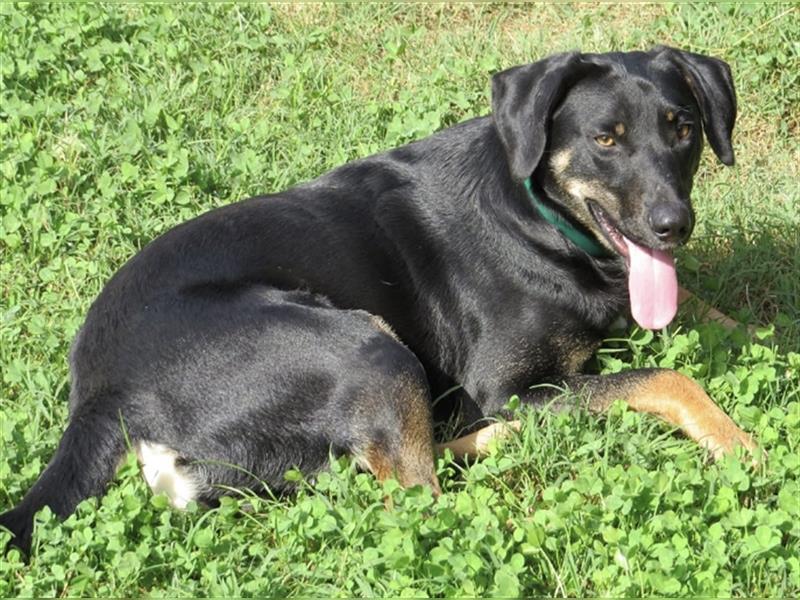 Olli ein Gutmütiger Labrador-Wesen