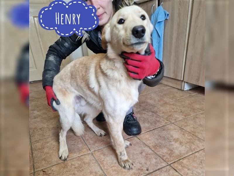 Henry ein Familienhund