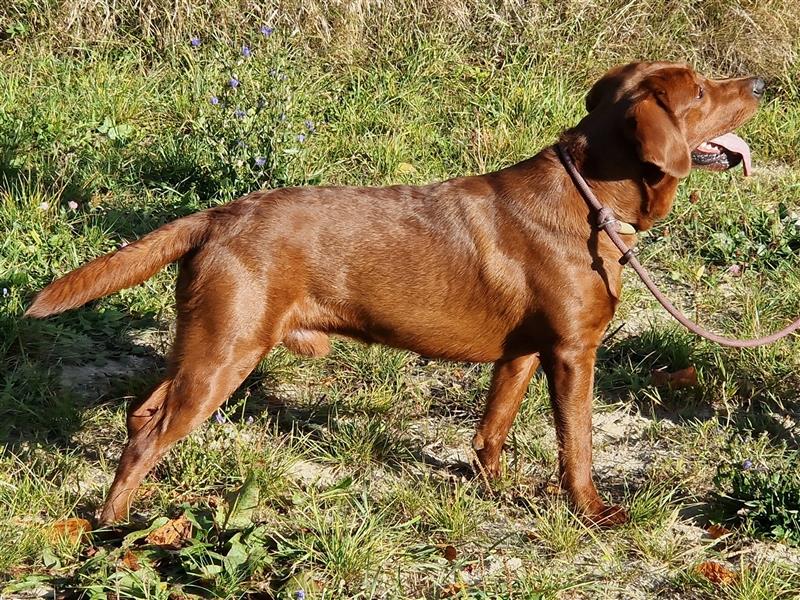 Labrador Deckrüde Foxred