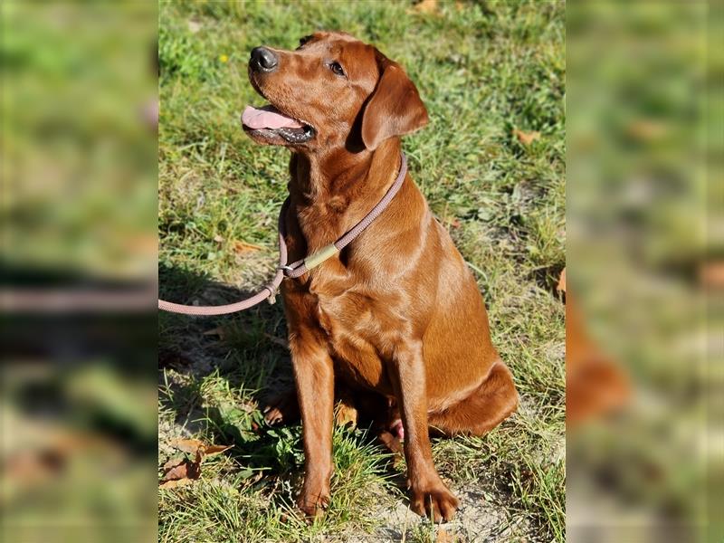 Labrador Deckrüde Foxred