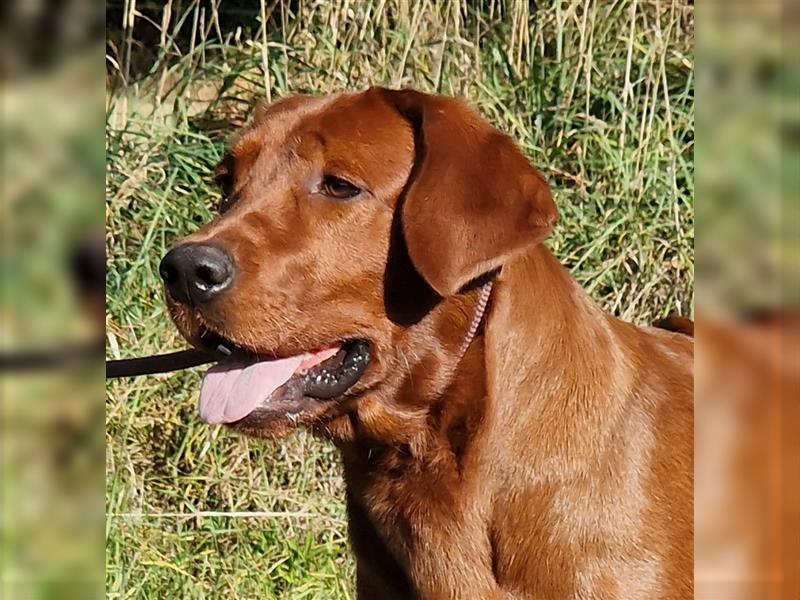 Labrador Deckrüde Foxred