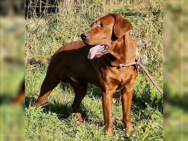 Labrador Deckrüde Foxred