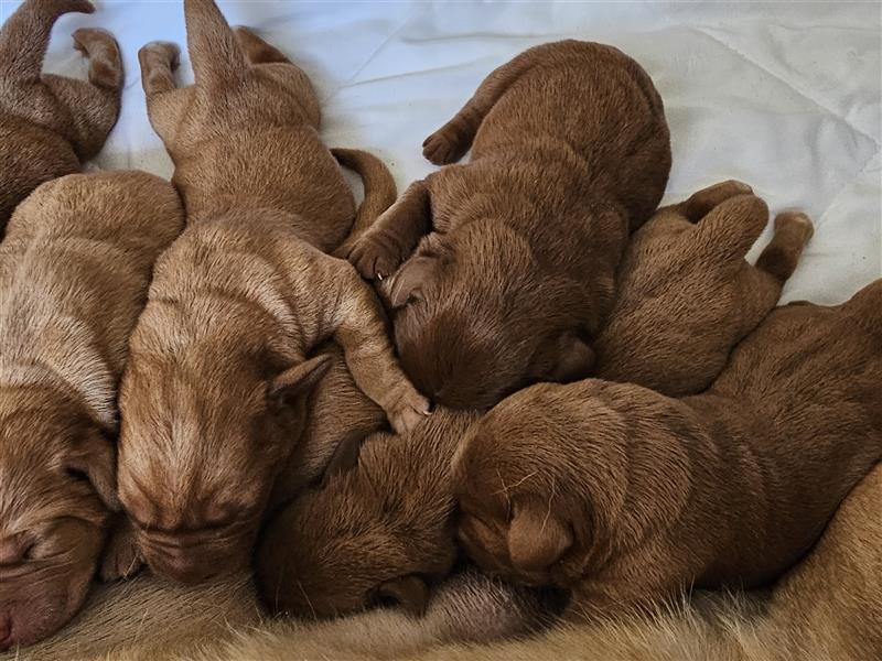 Labrador Deckrüde Foxred