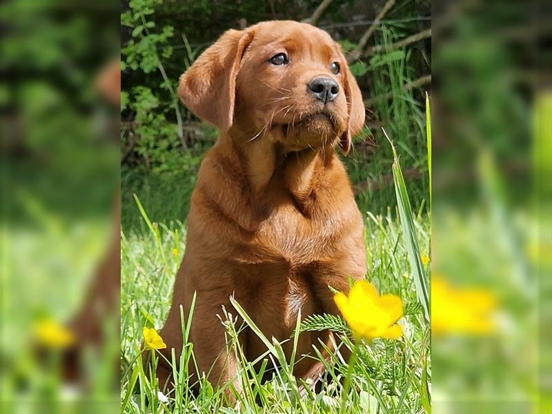 Labrador Deckrüde Foxred