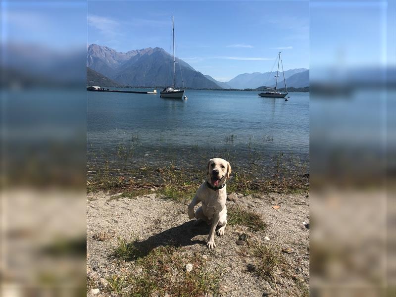 Labrador Deckrüde Bruno von Villa - Kein Verkauf