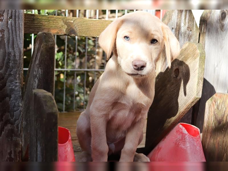 Labrador Welpen      Hast Du ein Herz für uns?