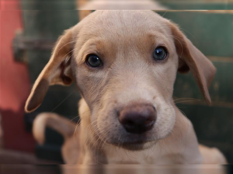 Labrador Welpen      Hast Du ein Herz für uns?