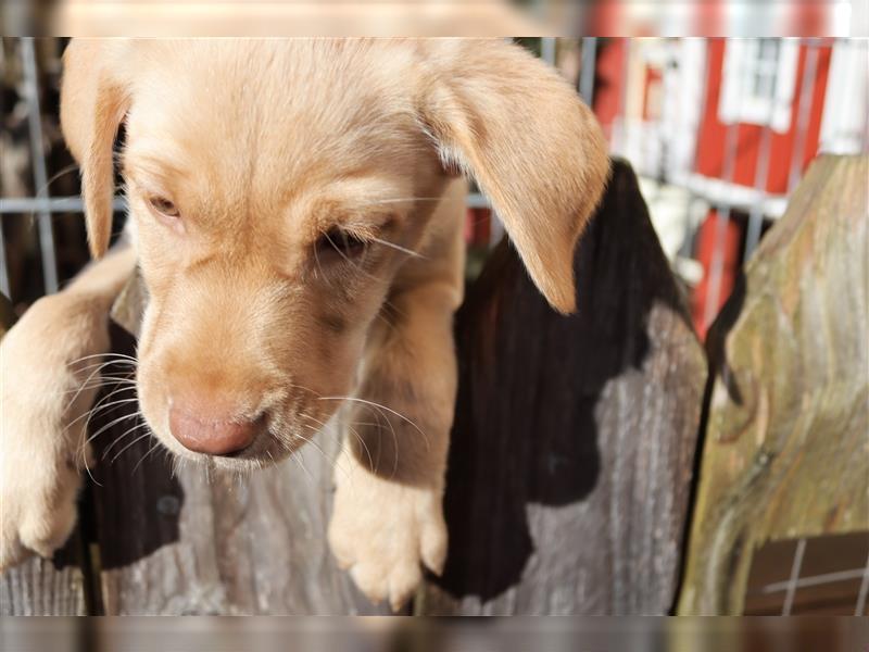 Labrador Welpen      Hast Du ein Herz für uns?