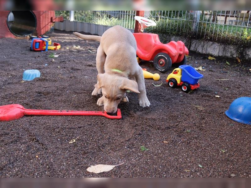 Labrador Welpen      Hast Du ein Herz für uns?