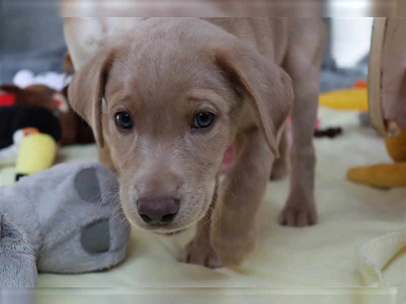 Labrador Welpen      Hast Du ein Herz für uns?