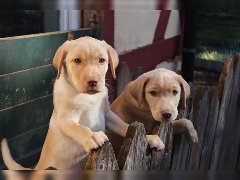 Labrador Welpen      Hast Du ein Herz für uns?