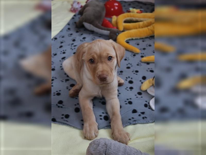 Labrador Welpen      Hast Du ein Herz für uns?