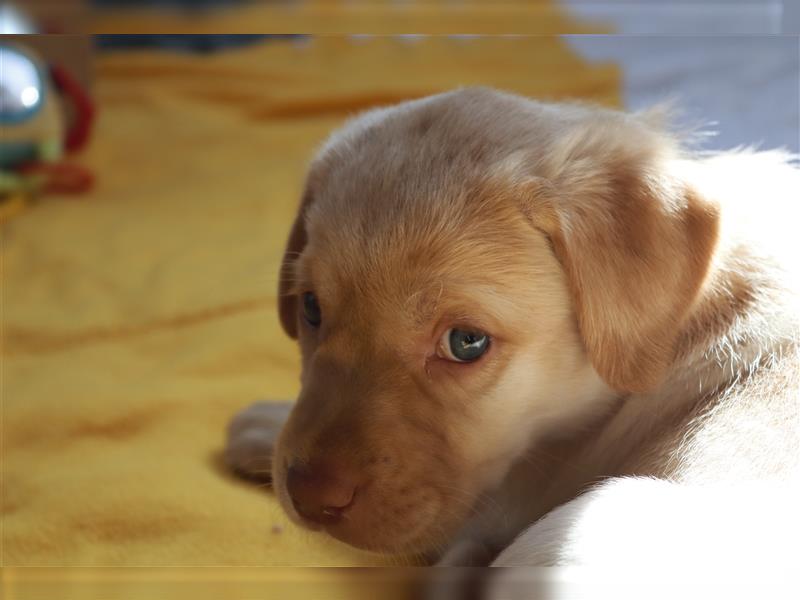 Labrador Welpe Ich warte auf DICH !