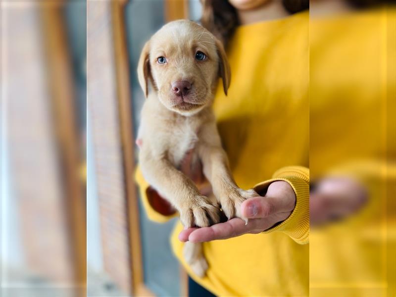 Labrador Welpen gelb braun und schwarz