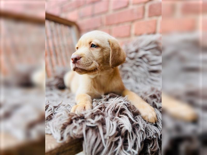 Labrador Welpen gelb braun und schwarz