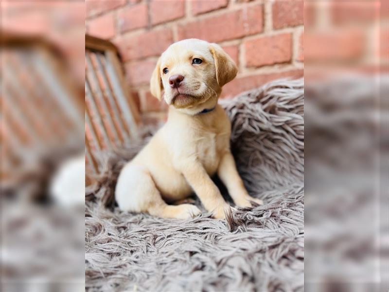 Labrador Welpen gelb braun und schwarz