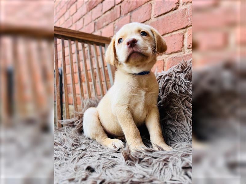 Labrador Welpen gelb braun und schwarz