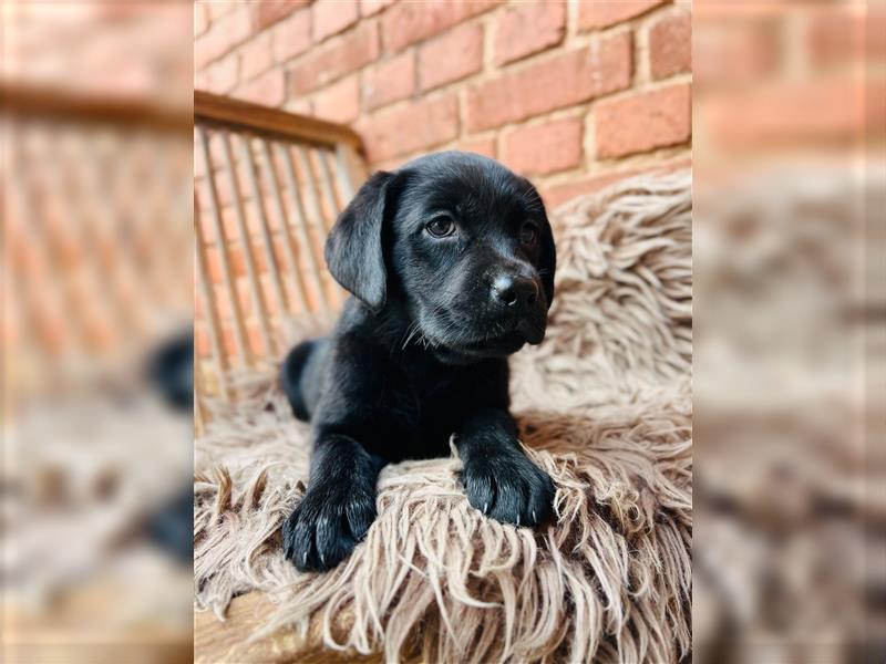 Labrador Welpen gelb braun und schwarz