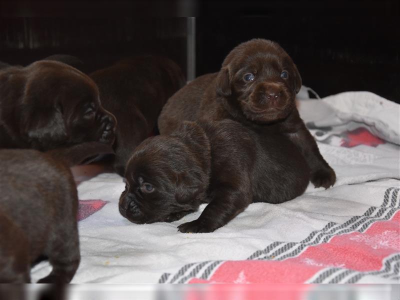 Labradorwelpen in schwarz und chocolate